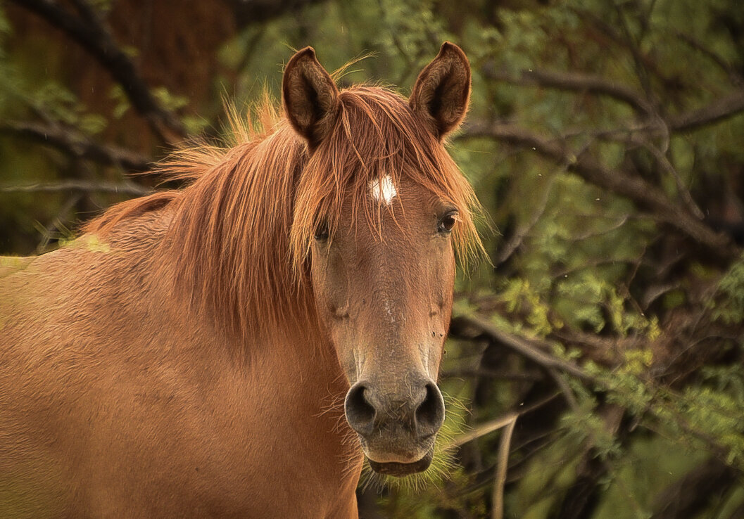A wild light brown horse with a white mark on its forehead.