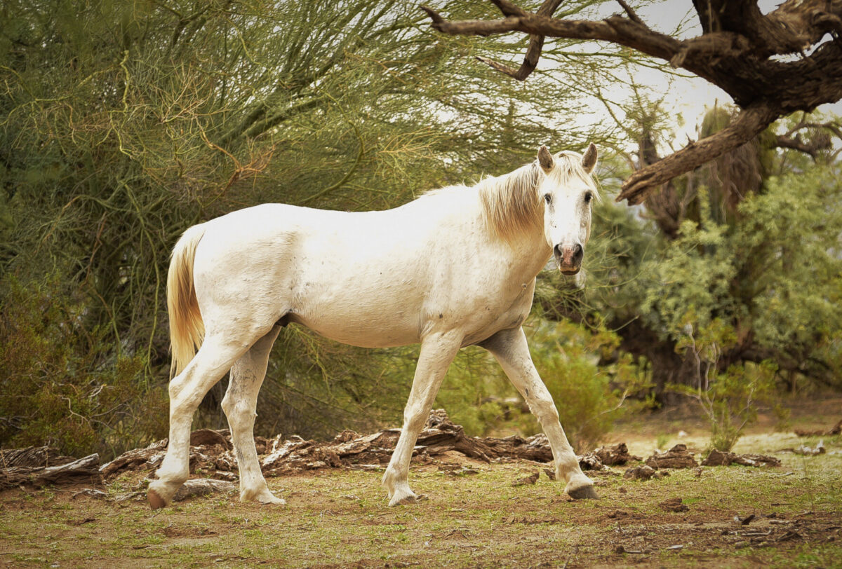 A wild white horse