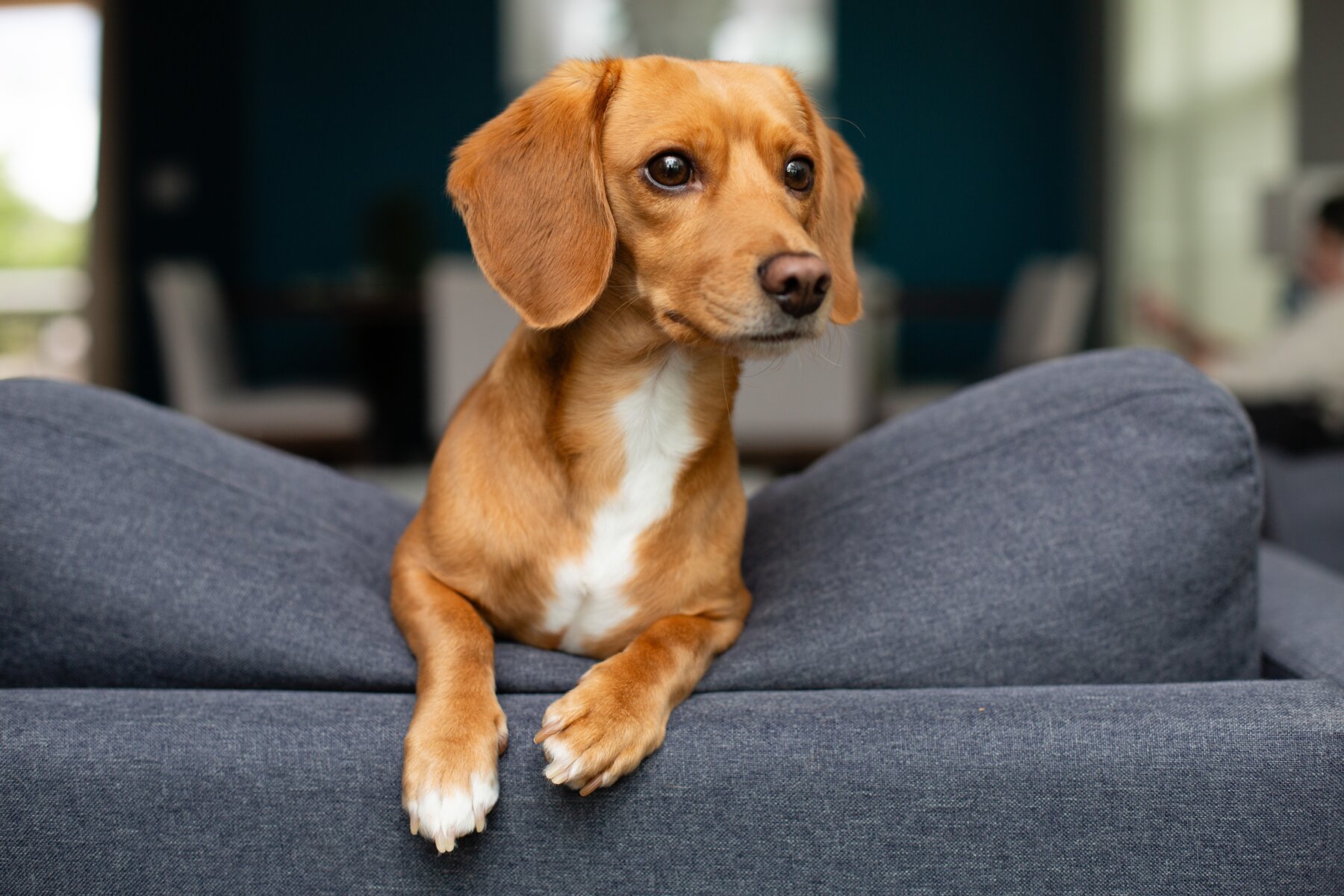 dog on couch