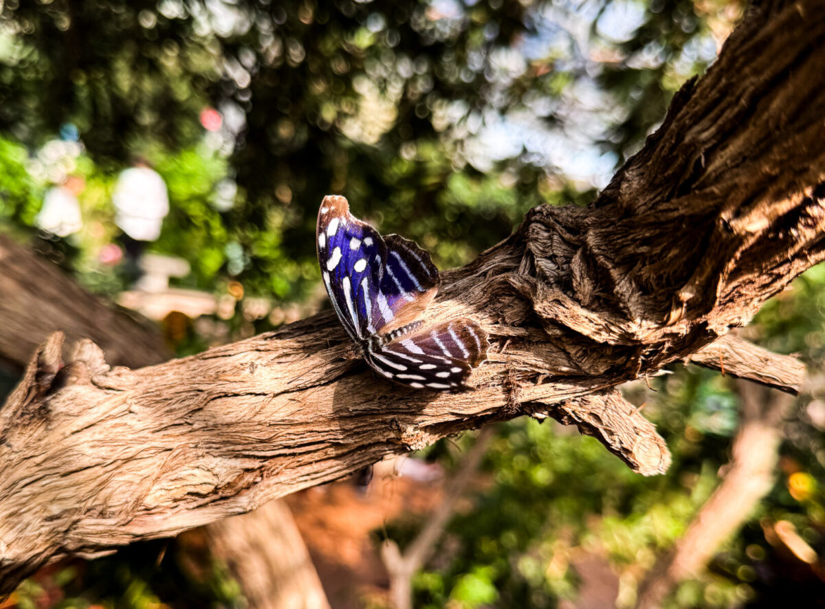 Butterfly resting on tree branch inside Butterfly Wonderland rainforest exhibit in Scottsdale Arizona