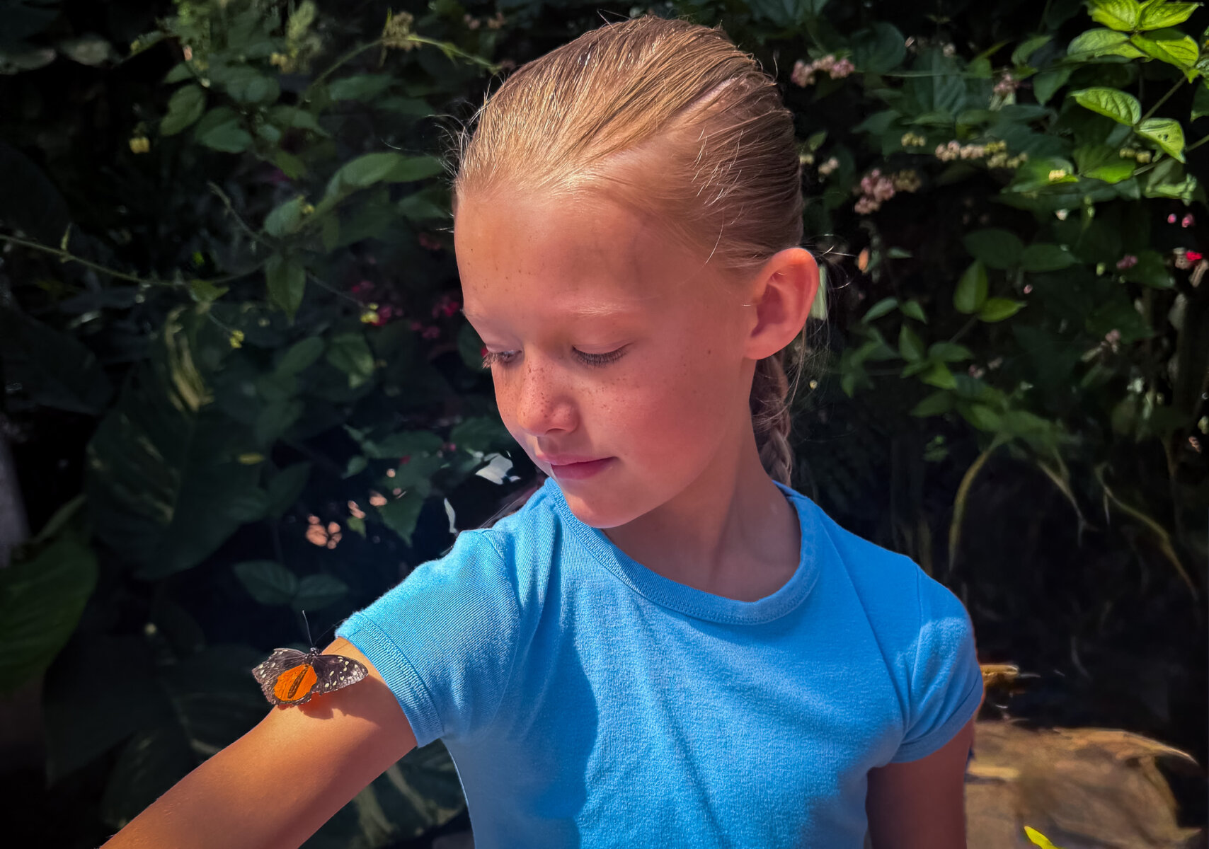 Young girl looking at butterfly on her arm inside Butterfly Wonderland in Scottsdale Arizona