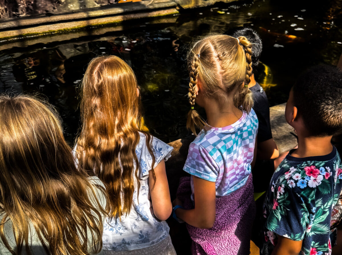Children observing koi fish inside Butterfly Wonderland in Scottsdale, Arizona indoor rainforest exhibit