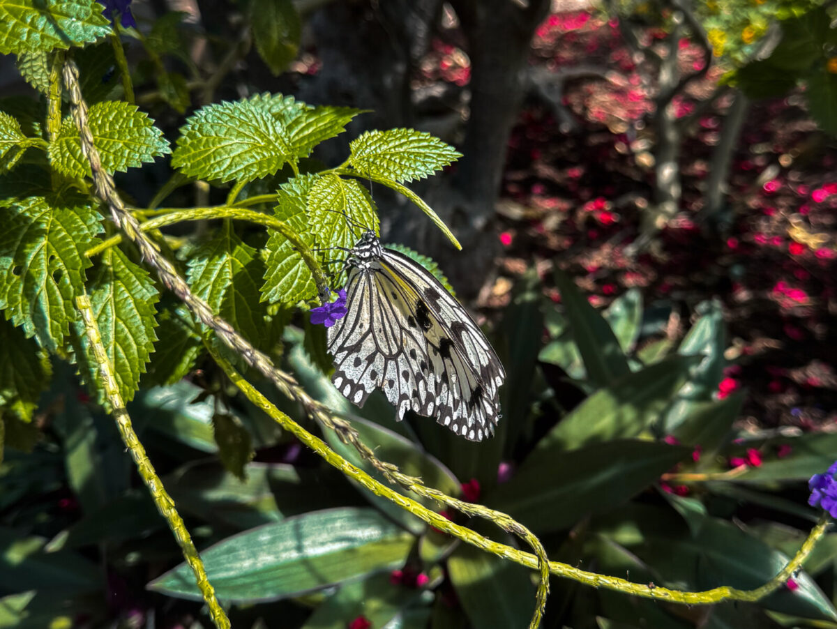 Butterfly resting on green leaves and flower inside Butterfly Wonderland in Scottsdale Arizona rainforest