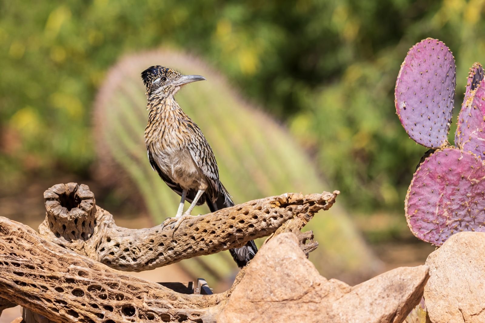 Roadrunner bird in Arizona